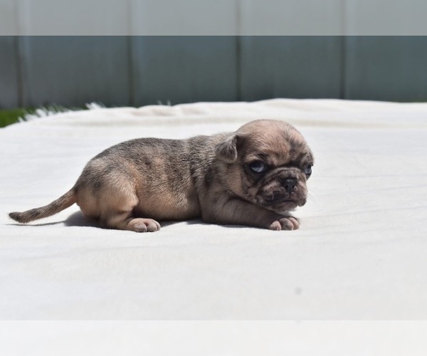 Medium Photo #5 Pug Puppy For Sale in PALM COAST, FL, USA