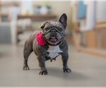 Small #4 French Bulldog