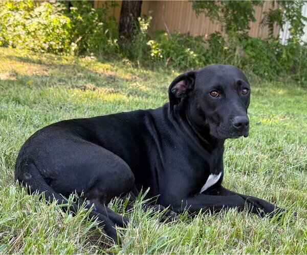 Medium Photo #1 Labrador Retriever-Unknown Mix Puppy For Sale in Bolivar, MO, USA