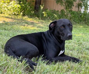 Labrador Retriever-Unknown Mix Dogs for adoption in Bolivar, MO, USA