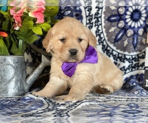 Golden Retriever Puppy for sale in LANCASTER, PA, USA