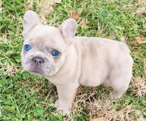French Bulldog Puppy for Sale in MARYSVILLE, Washington USA