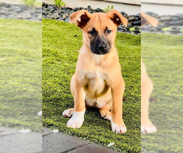 Medium Photo #1 Mutt Puppy For Sale in San Diego, CA, USA