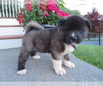 Small Photo #1 Akita Puppy For Sale in MOUNT SOLON, VA, USA