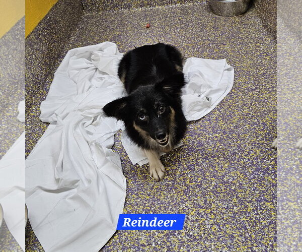 Medium Photo #2 Chihuahua-Unknown Mix Puppy For Sale in Metairie, LA, USA