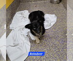 Small Photo #2 Chihuahua-Unknown Mix Puppy For Sale in Metairie, LA, USA