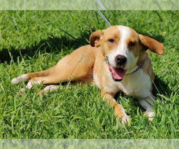 Medium Photo #2 Boxer-Rhodesian Ridgeback Mix Puppy For Sale in Talladega, AL, USA