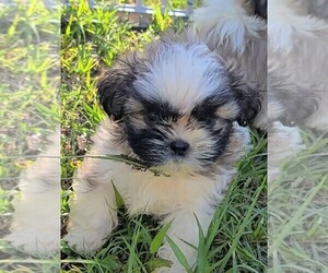 Shih Tzu Puppy for sale in CHIPLEY, FL, USA