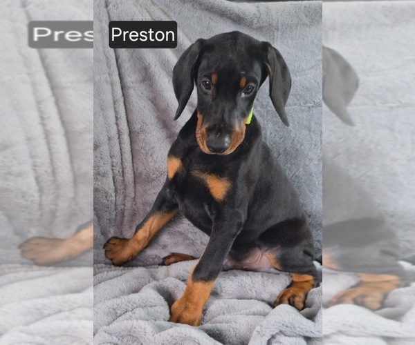 Medium Photo #6 Doberman Pinscher Puppy For Sale in POMEROY, OH, USA