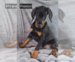 Small #5 Doberman Pinscher