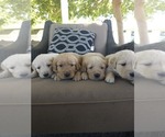 Small Golden Retriever