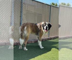 Saint Bernard Dogs for adoption in Chula Vista, CA, USA
