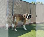 Small Saint Bernard