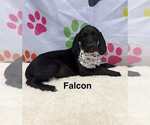 Small #1 Spaniel Mix