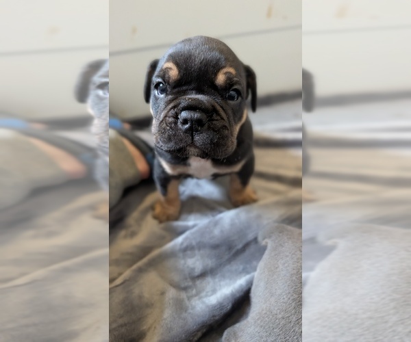 Medium Photo #6 Olde English Bulldogge Puppy For Sale in OSCEOLA, IN, USA