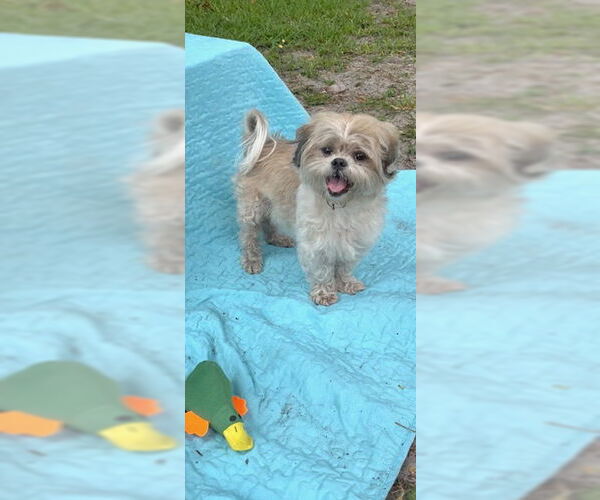 Medium Photo #1 Shih Tzu Puppy For Sale in Weston, FL, USA