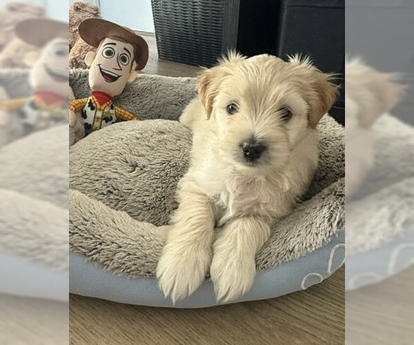 Medium Photo #3 Maltese-Unknown Mix Puppy For Sale in Corona, CA, USA