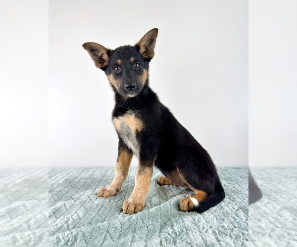 Medium Photo #4 Cattledog Shepherd Puppy For Sale in GREENFIELD, IN, USA
