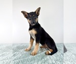 Small #3 Cattledog Shepherd