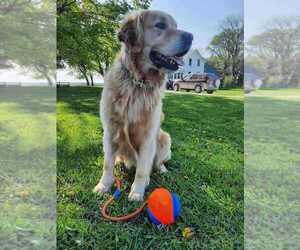 Father of the Golden Retriever puppies born on 05/20/2025