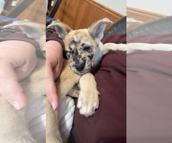 Medium Photo #5 Catahoula Leopard Dog-German Shepherd Dog Mix Puppy For Sale in Coralville, IA, USA