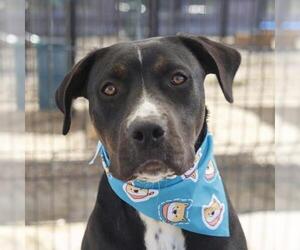 American Staffordshire Terrier Mix Dog for Adoption in San Antonio, Texas USA