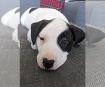 Small #4 American Pit Bull Terrier Mix