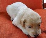 Small Photo #1 Golden Retriever Puppy For Sale in DAWSONVILLE, GA, USA
