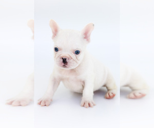 French Bulldog Dog for Adoption in SANFORD, Florida USA
