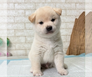 Shiba Inu Puppy for sale in CHICAGO, IL, USA