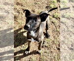 Small #2 Mutt