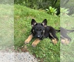 Puppy Pixie German Shepherd Dog