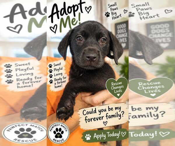 Medium Photo #1 Shepradors Puppy For Sale in Holly Springs, NC, USA