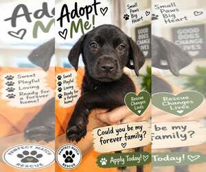 Shepradors Dogs for adoption in Holly Springs, NC, USA