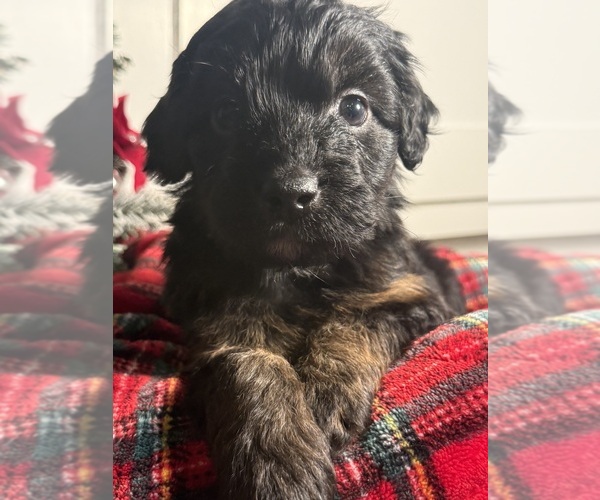 Medium Photo #7 Aussiedoodle Miniature  Puppy For Sale in MENIFEE, CA, USA