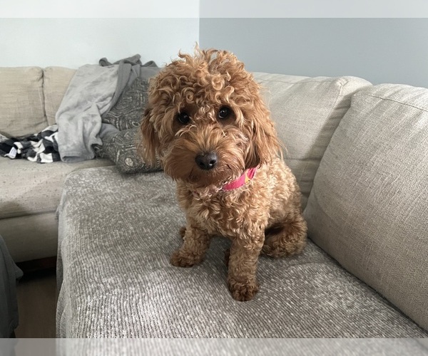 Medium Photo #1 Goldendoodle (Miniature) Puppy For Sale in LOUISVILLE, KY, USA