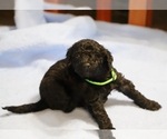 Small Photo #13 Goldendoodle Puppy For Sale in ALBION, IN, USA