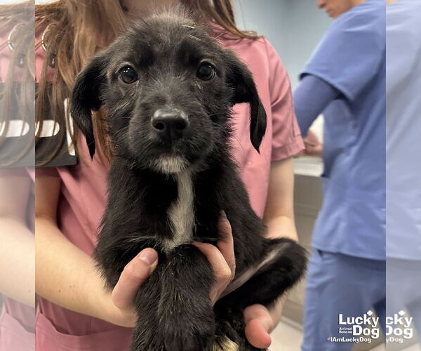 Medium Photo #1 Labrador Retriever-Unknown Mix Puppy For Sale in Washington, DC, USA