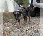 Small Australian Shepherd Mix
