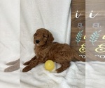 Small #1 Goldendoodle (Miniature)