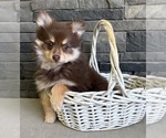 Small #2 Pomeranian