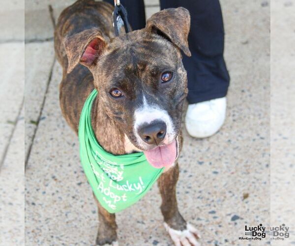Medium Photo #5 Boxer-Unknown Mix Puppy For Sale in Washington, DC, USA