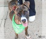 Small #4 Boxer Mix