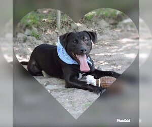 Choco - Male Labrador Retriever-Unknown Mix Dog for Adoption - Photo #2