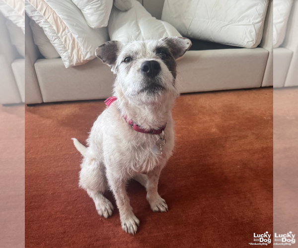 Medium Photo #9 Mutt Puppy For Sale in Washington, DC, USA