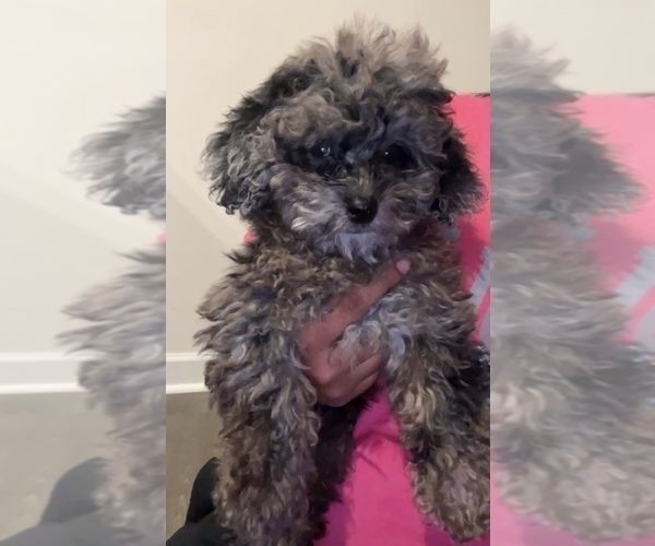 Medium Photo #2 Poodle (Toy) Puppy For Sale in CHARLOTTE, NC, USA
