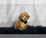 Small #1 Poodle (Toy)