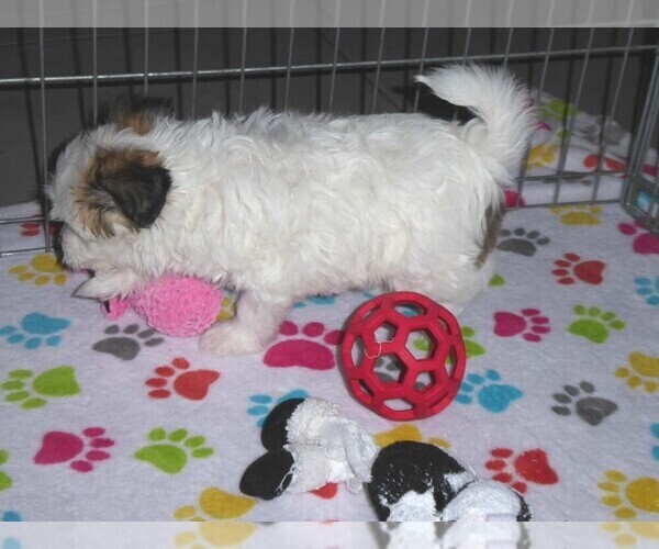 Medium Photo #7 Papitese Puppy For Sale in ORO VALLEY, AZ, USA