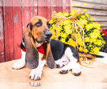Small Photo #6 Basset Hound Puppy For Sale in WAKARUSA, IN, USA