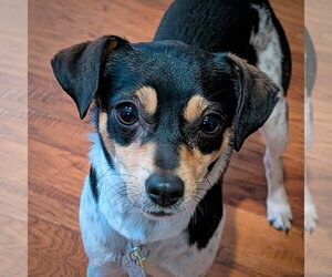 Rat Terrier Dogs for adoption in Atlanta, GA, USA